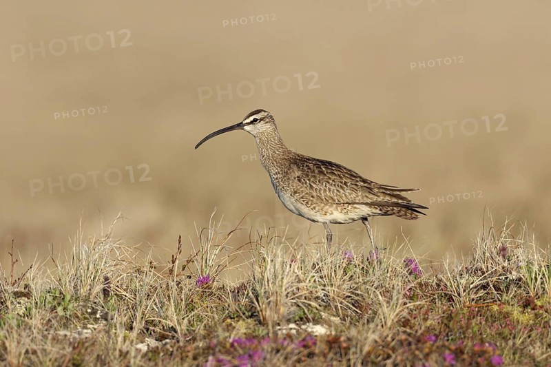 Whimbrel (Numenius phaeopus), Manitoba, Canada