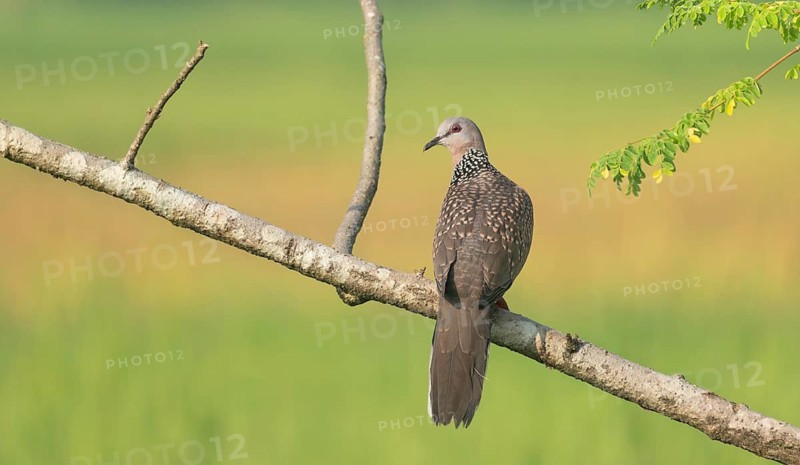 Spotted dove or eastern spotted dove (Spilopelia chinensis) on a tree branch, Sreepur, Gazipur, Bangladesh
