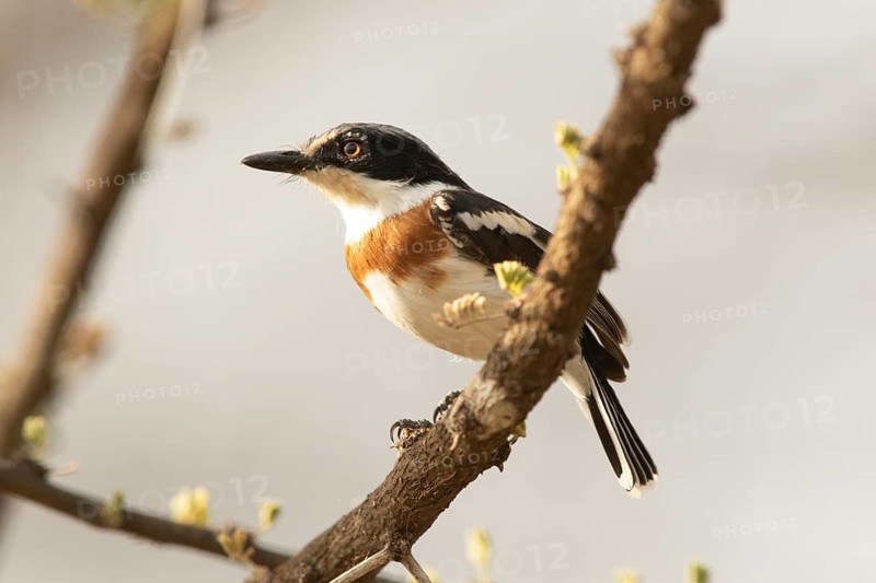 Pygmy Batis (Batis perkeo) female perched on a branch, Lake Baringo, Kenya