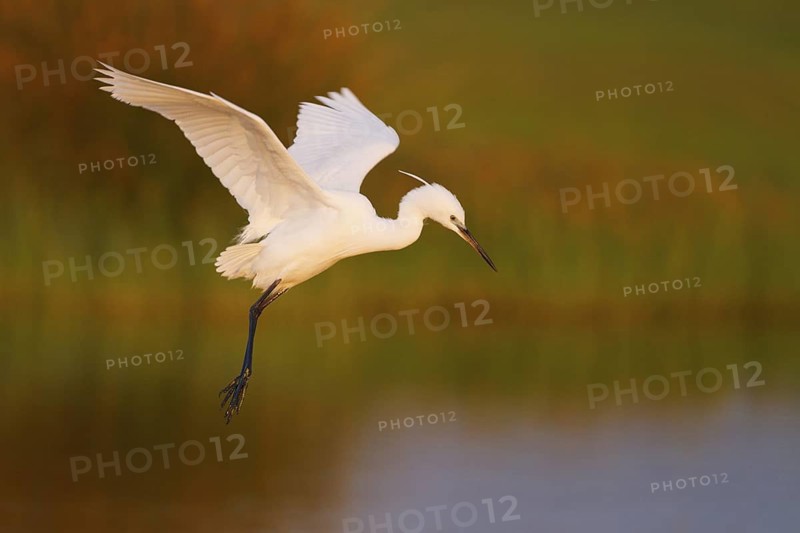 Little Egret (Egretta garzetta) flying, Greece