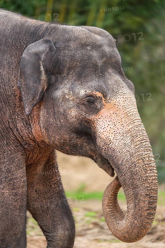 African bush elephant (Loxodonta africana), portrait, captive, distribution Africa
