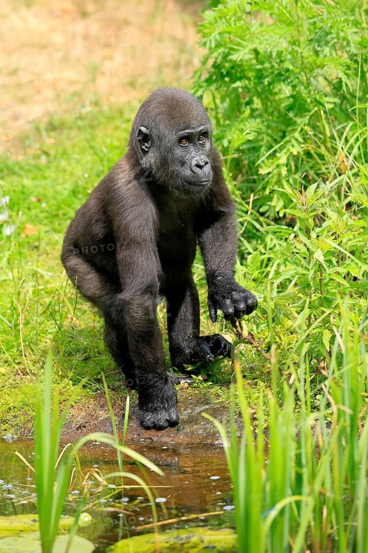 Western gorilla (Gorilla gorilla), young animal, at the water, discover