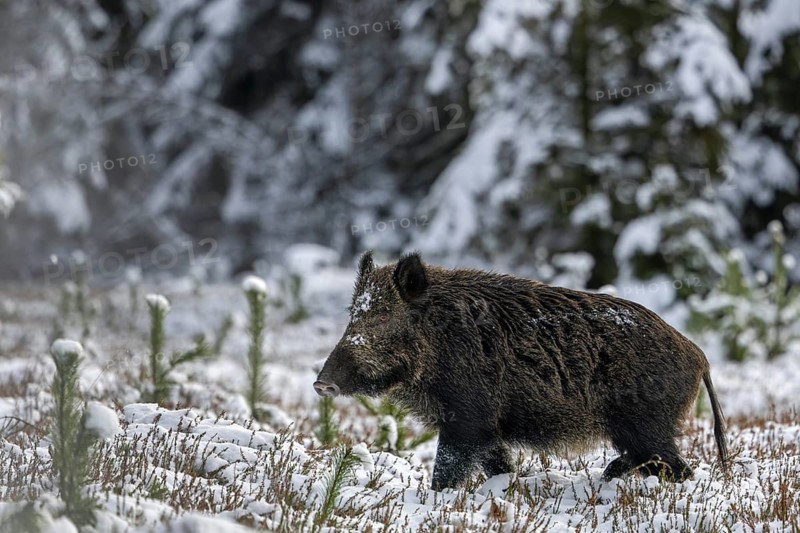 The wild boar (Sus scrofa) pauses for a moment, then moves purposefully into the neighbouring coniferous forest, winter, snow, cold, intoxication, mating season, November, Denmark