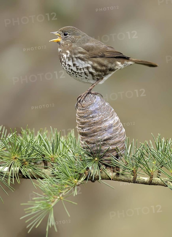 Sooty Fox Sparrow (Passerella unalaschcensis), British Columbia, Canada