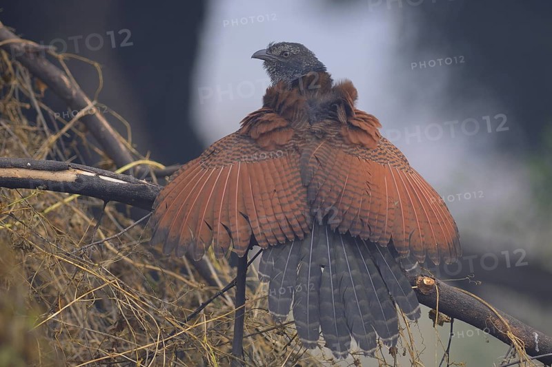 Greater Coucal (Centropus sinensis), India