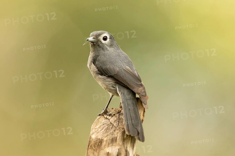 White-eyed Slaty Flycatcher (Melaenornis fischeri), Kakamega Forest, Kenya