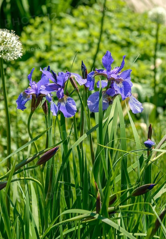 Siberian iris (Iris sibirica 'Annick'), Rhodo 2014, Federal Republic of Germany