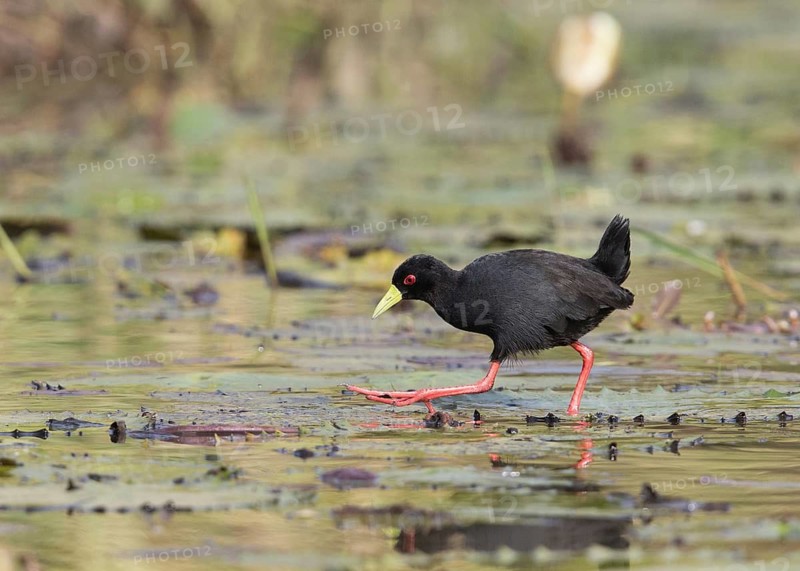 Black Crake (Amaurornis flavirostra) foraging, Gambia