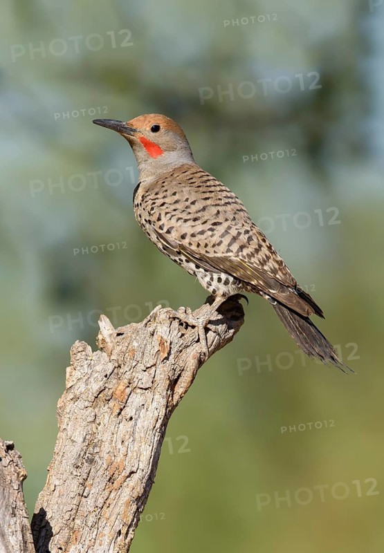 Gilded Flicker (Colaptes chrysoides) male, Arizona, USA