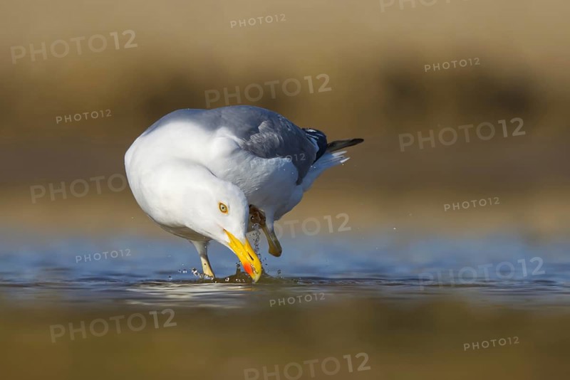 Yellow-legged Gull (Larus michahellis) foraging, North Rhine-Westphalia, Germany