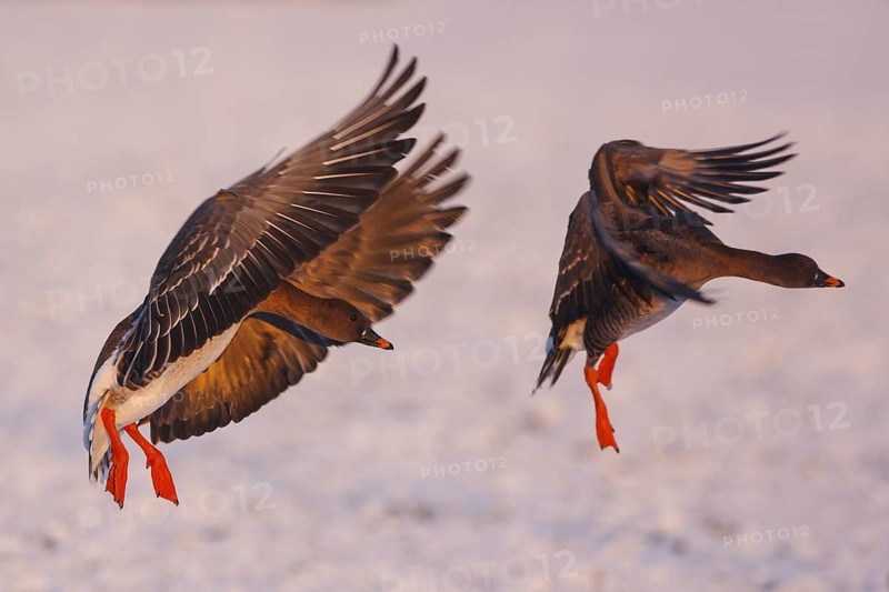 Taiga Bean Goose (Anser fabalis) flying, North Rhine-Westphalia, Germany