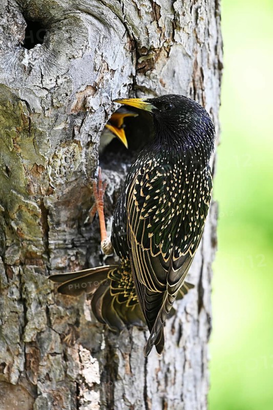Starling (Sturnus vulgaris) feeding the young bird in a woodpecker cavity, North Rhine-Westphalia, Germany