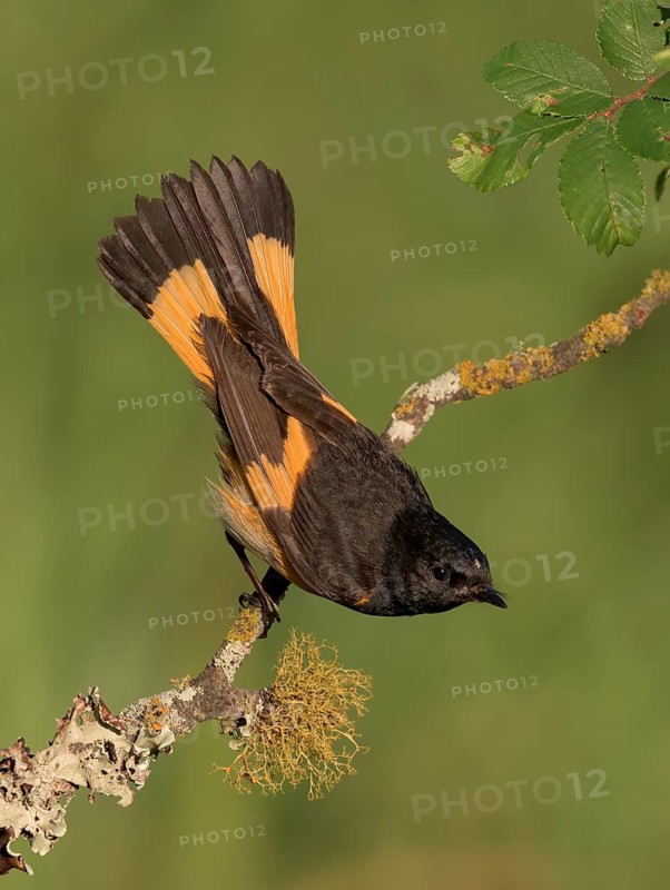 American Redstart (Setophaga ruticilla) male perched on lichen branch, Texas, USA