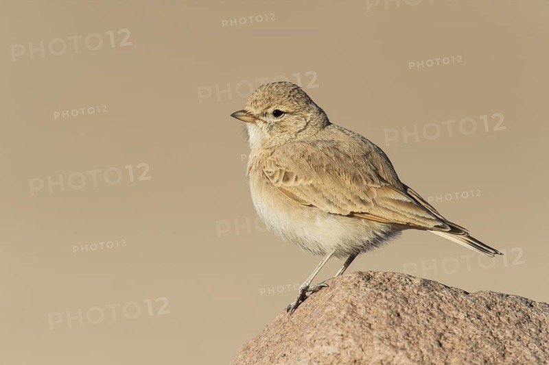 Bar-tailed Lark (Ammomanes cinctura), Eilat, Israel