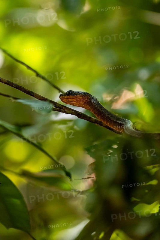 American whipsnake (Mastigodryas melanolomus), slithering on a branch, in the rainforest, Corcovado National Park, Osa, Puntarena Province, Costa Rica