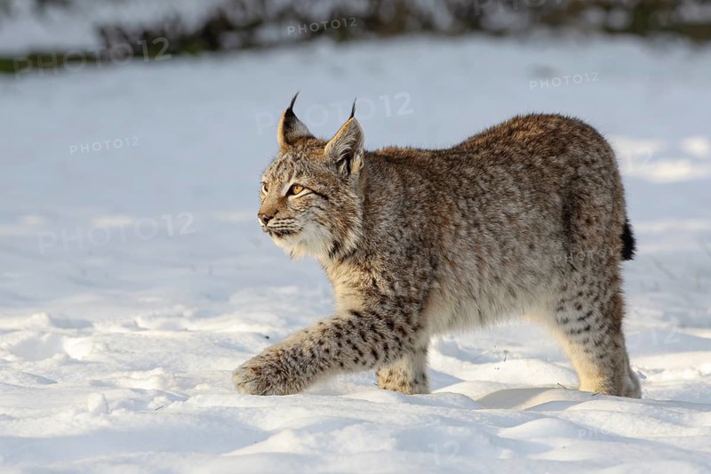 Eurasian lynx (Lynx lynx), young in the snow, captive, Germany