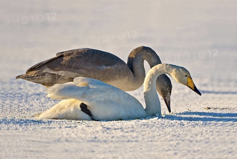Whooper Swan (Cygnus cygnus), Schleswig-Holstein, Germany