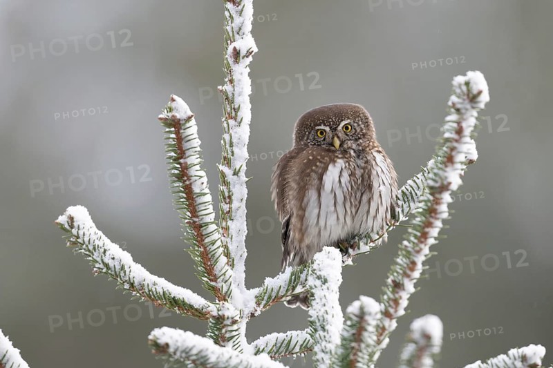 Eurasian Pygmy Owl (Glaucidium passerinum), Saxony, Germany