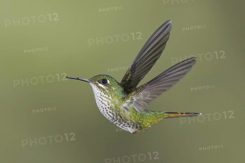Booted Racket-tail (Ocreatus underwoodii), Ecuador