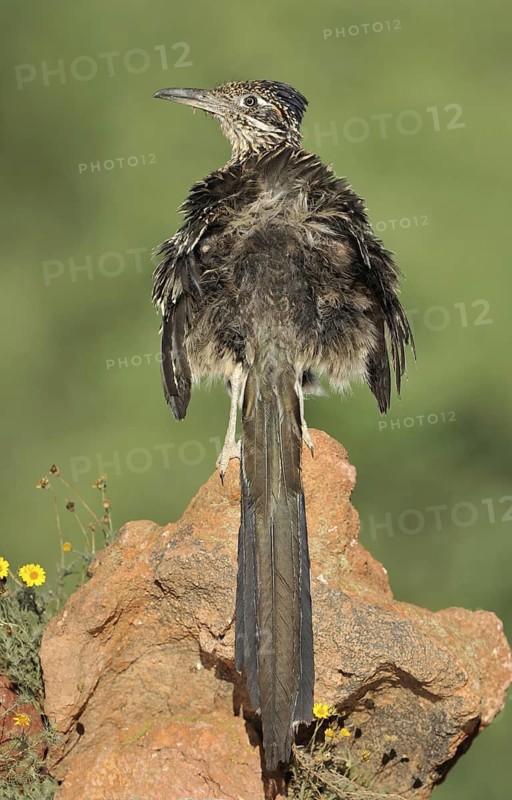 Greater Roadrunner (Geococcyx californianus), Arizona, USA