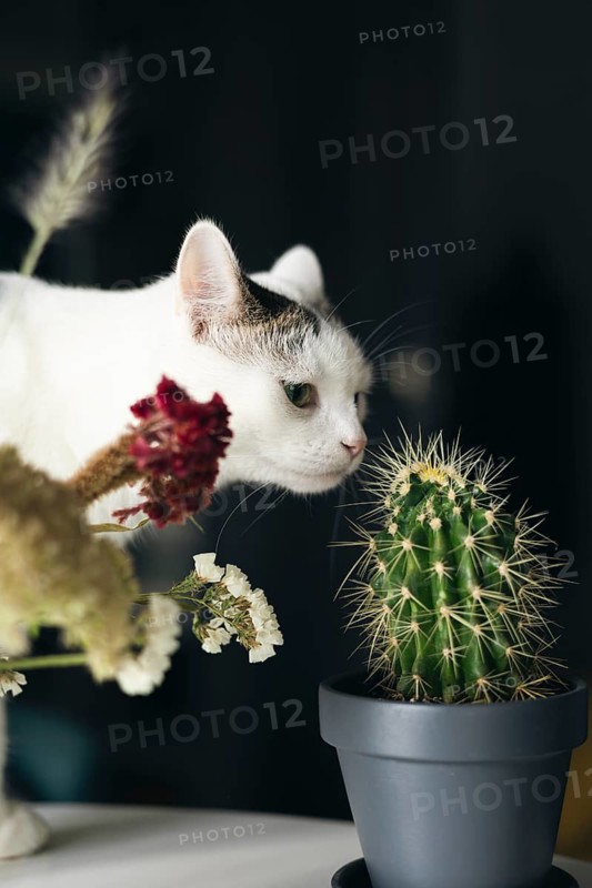 A curious white cat examines a potted cactus and flowers, highlighting nature and exploration. The scene depicts a blend of soft petals and spiky textures under natural light