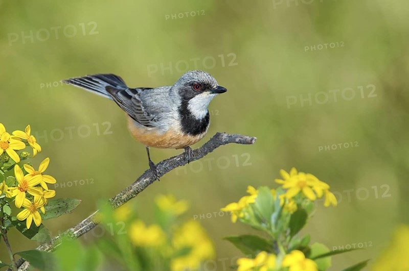 Rufous Whistler (Pachycephala rufiventris) male, Victoria, Australia
