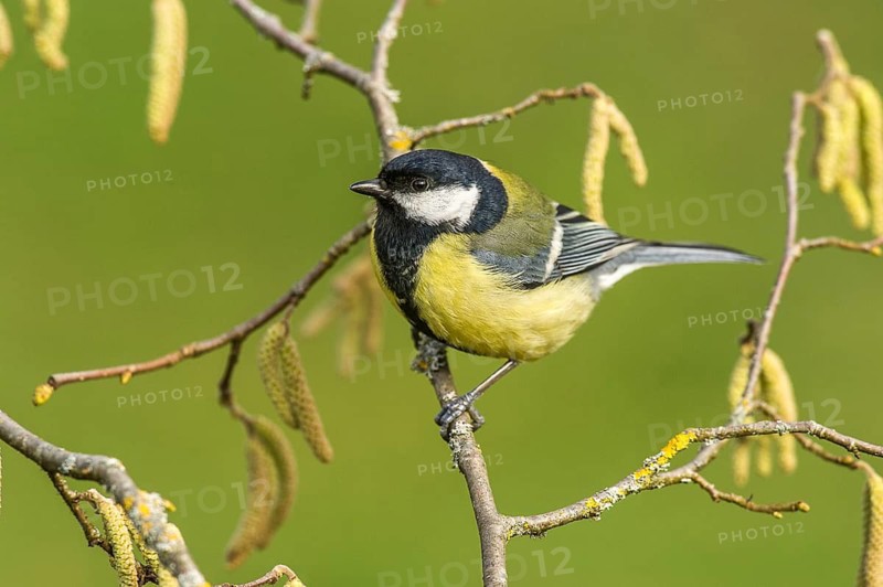 Great Tit (parus major) Great Tit • Baden-Württemberg, Germany, Baden-Württemberg, Federal Republic of Germany