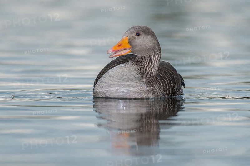 Greylag Goose (Anser anser), Iceland
