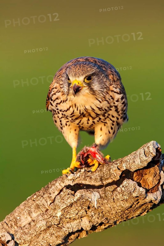 Common Kestrel (Falco tinnunculus) female with prey, Castile-La Mancha, Spain