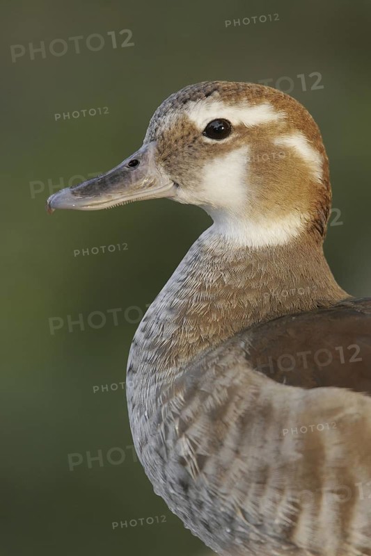 Ringed Teal (Callonetta leucophrys), Arizona, USA