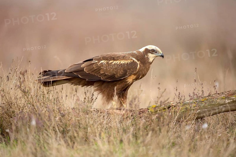 Western Marsh Harrier (Circus aeruginosus) female, Castile-La Mancha, Spain