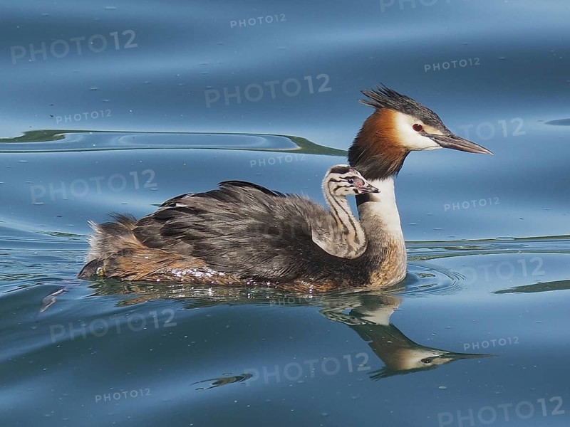 Great crested grebe with downy chicks (Podiceps cristatus)