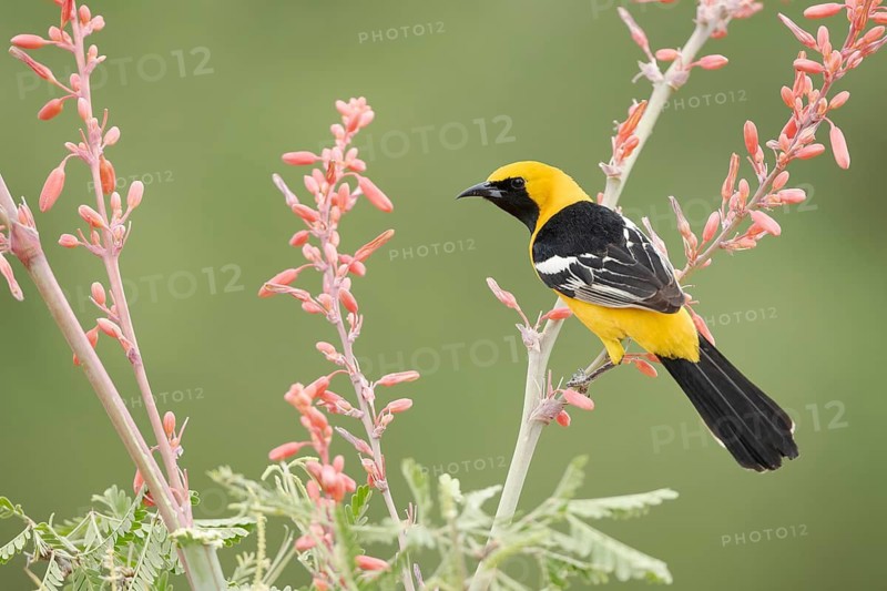 Hooded Oriole (Icterus cucullatus) male perched on a flowering branch, Arizona, USA
