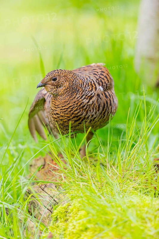 A female Black Grouse (Tetrao tetrix) stands on a green meadow