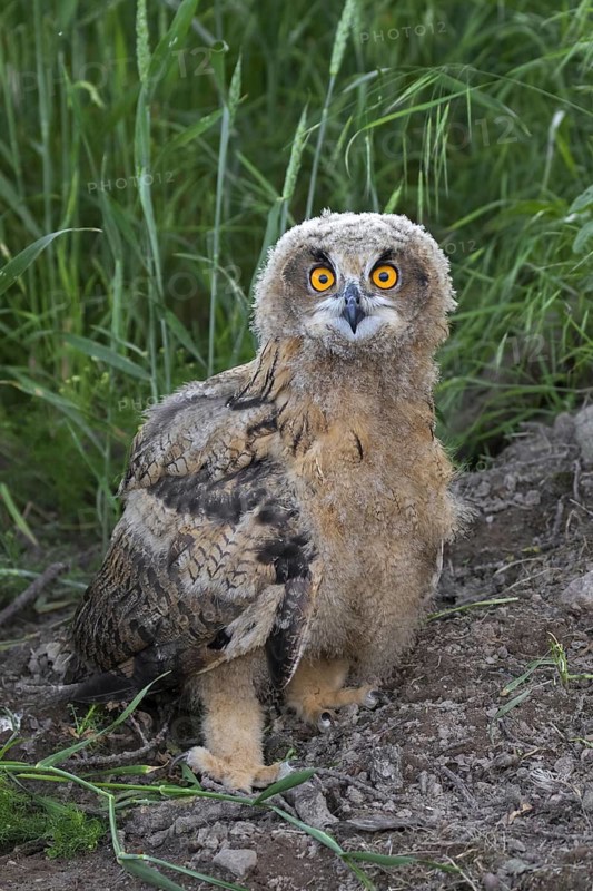 Eurasian eagle-owl (Bubo bubo), young European eagle-owl owlet sitting exposed on the ground in grassland, meadow in summer