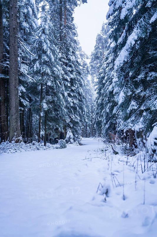 Snow-covered forest path lined with tall fir trees, peaceful winter atmosphere, Enzklösterle, Calw district, Black Forest, Germany