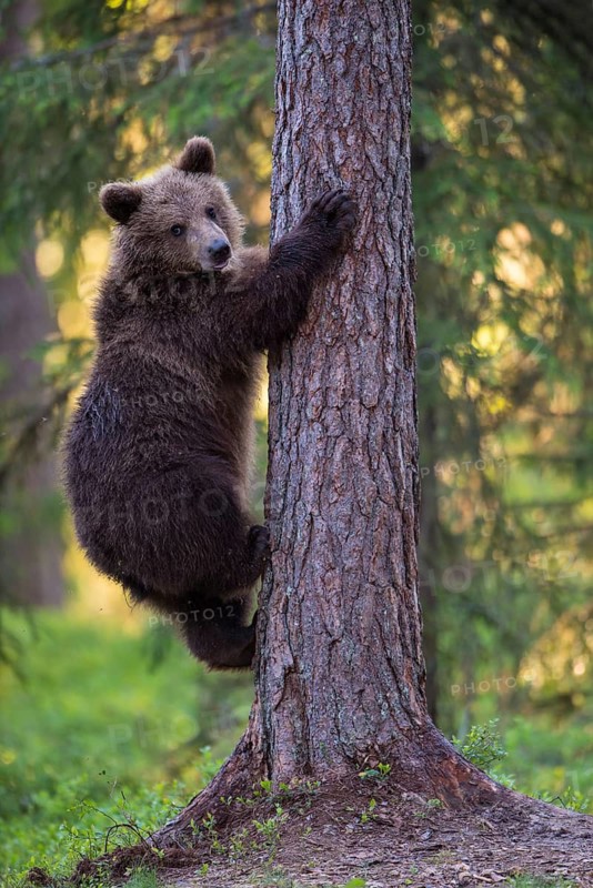 Eurasian Brown Bear (Ursus arctos) climbing tree in forest, Finland