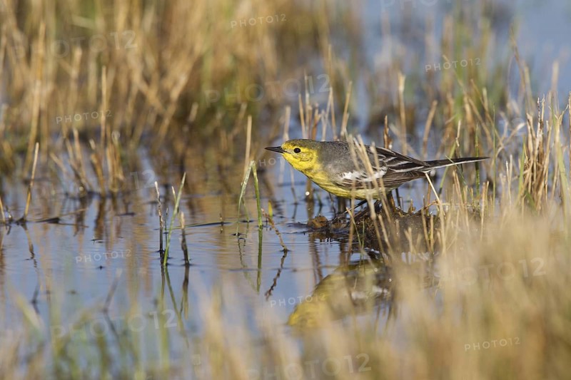 Citrine Wagtail (Motacilla citreola) female, Dornod Province, Mongolia