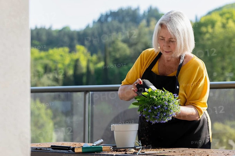 Elderly woman tending to flowers in a sunny outdoor setting. She carefully transplants blue flowers into a pot, surrounded by lush greenery and garden tools