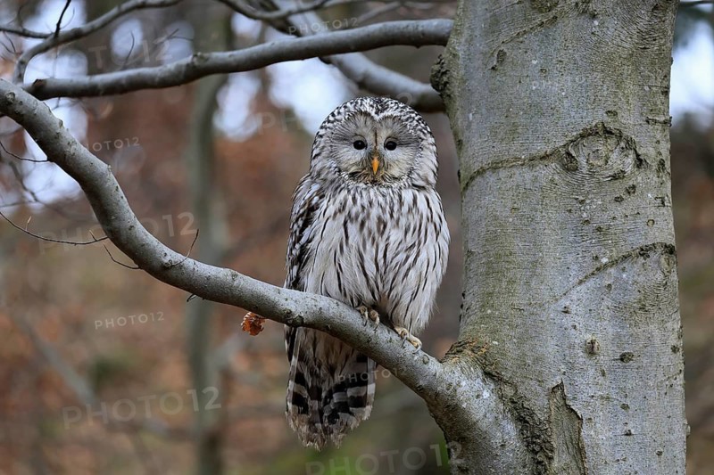 Hawk owl (Strix uralensis), adult, in winter, on tree, Bohemian Forest, Czech Republic, Europe, Germany