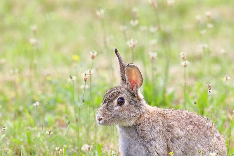 Wild rabbit (Oryctolagus cuniculus), sitting in a meadow, adult, alert, wildlife, animals, rodent, Podersdorf, Lake Neusiedl-Seewinkel National Park, Burgenland, Austria