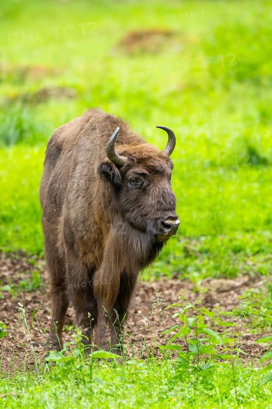 European bison (Bison bonasus) standing on a meadow in summer, Bavarian Forest, Germany