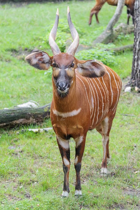 Portrait of an Eastern Bongo (Tragelaphus eurycerus isaaci)