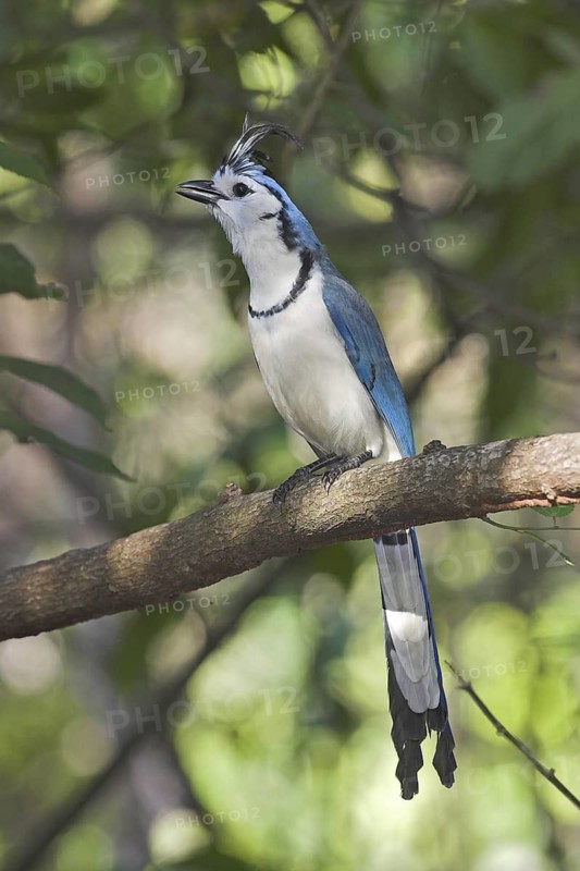 White-throated Magpie-jay (Calocitta formosa), Costa Rica