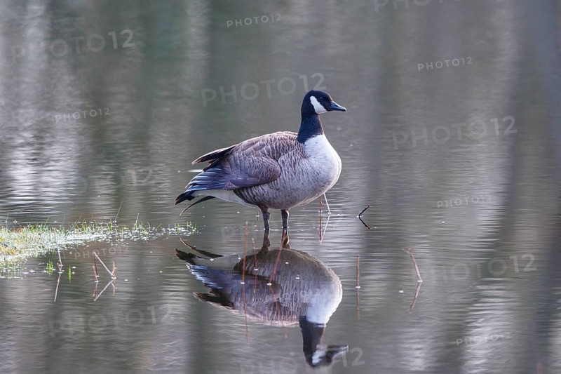 Canada Goose (Branta canadensis), North Rhine-Westphalia, Germany
