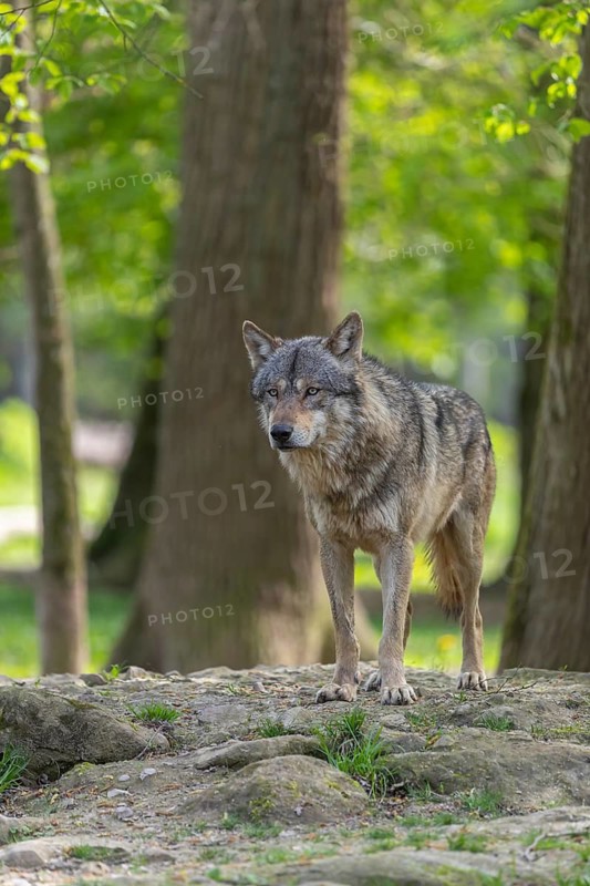 One eurasian gray wolf (Canis lupus lupus) standing on a rock in an open forest. Grass, logs and trees in the background