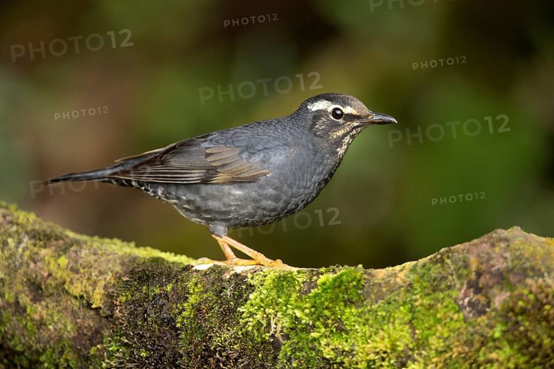 Siberian Thrush (Geokichla sibirica) male perched on a mossy log, Pahang, Malaysia