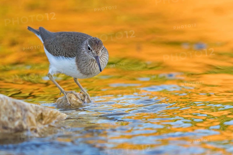 Flussuferläufer, Flußuferläufer, Common Sandpiper, Actitis hypoleucos, Tringa hypoleucos, Chevalier guignette, Andarríos Chico