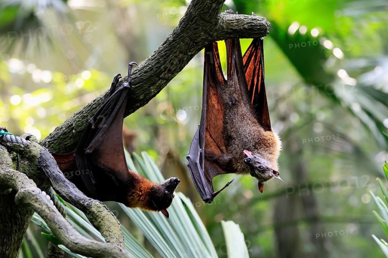 Kalong flying fox (Pteropus vampyrus), adult, two animals, in sleeping tree, during the day, Singapore, Southeast Asia