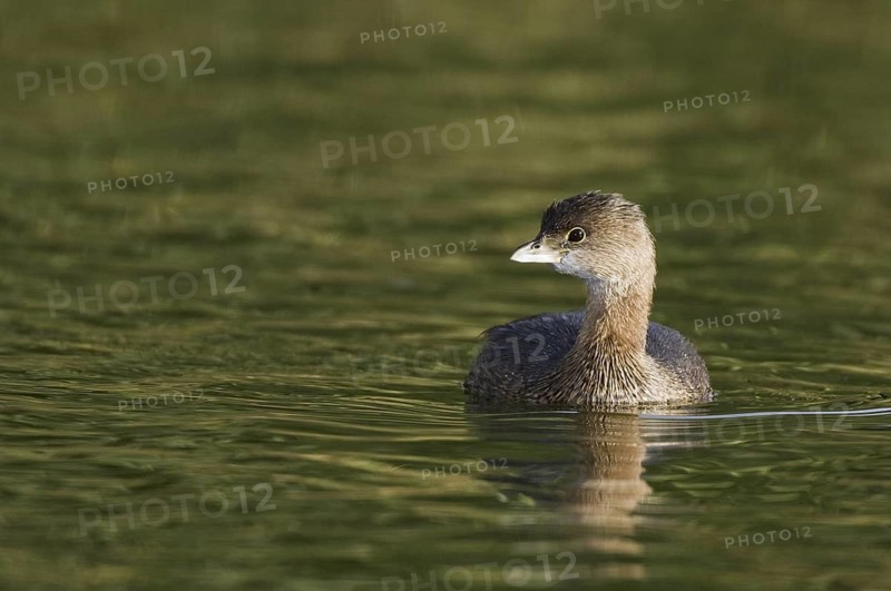 Pied-billed Grebe (Podilymbus podiceps), Arizona, USA